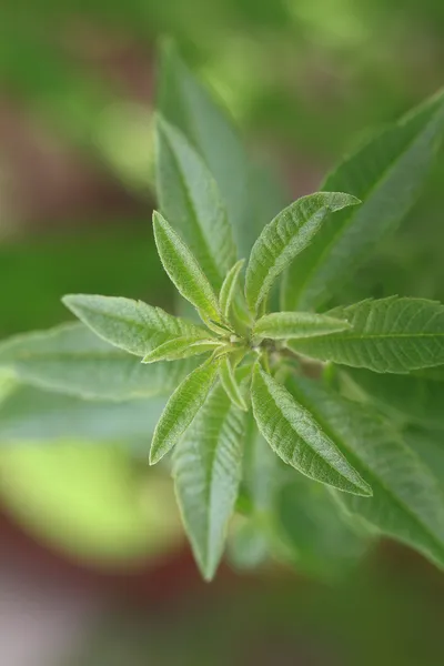 Närbild på färsk citron verbena — Stockfoto