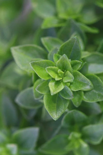 Close up of fresh spicy globe basil leaves — Stock Photo, Image