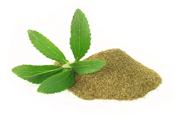 Vers en droog stevia rebaudiana geïsoleerd op witte achtergrond — Stockfoto