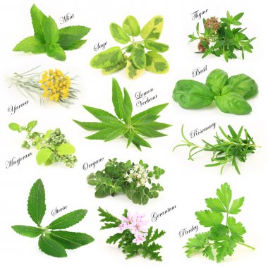 Collection of fresh aromatic herbs