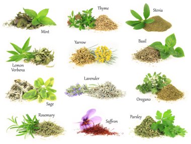 Collection of fresh and dry aromatic herbs clipart