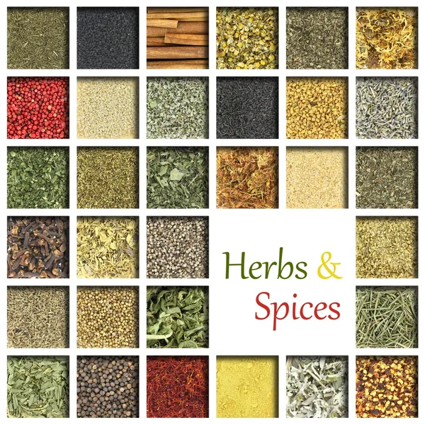 Large collection of herbs and spices — Stock Photo, Image