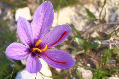 Saffron flower on the field clipart