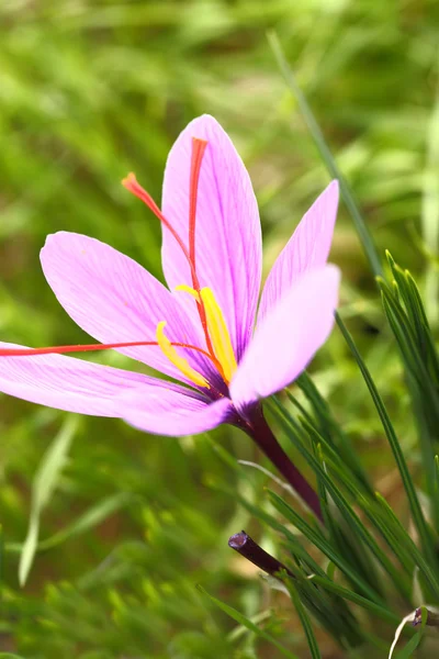 Saffron flowers on the field — Stock Photo, Image