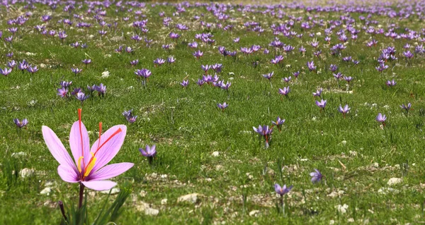 Saffraan bloemen op het veld — Stockfoto