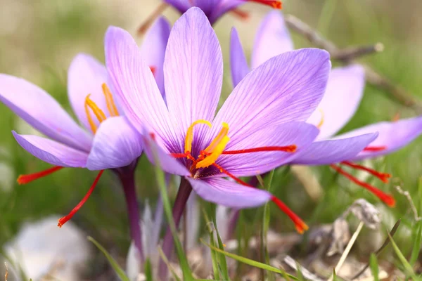 Fiori di zafferano sul campo — Foto Stock