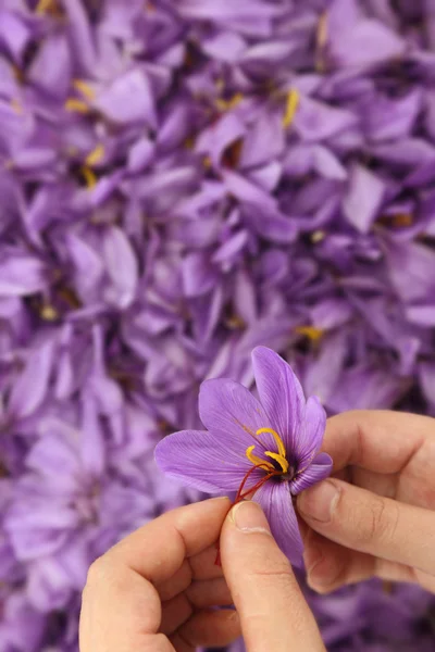 Womans hands separates saffron threads from the rest flower — Stock Photo, Image