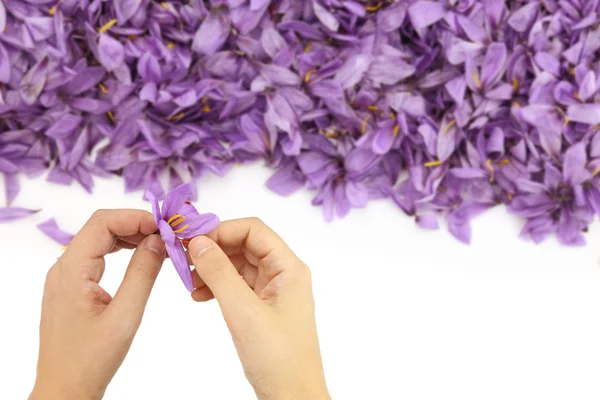 Womans hands separates saffron threads from the rest flower — Stock Photo, Image