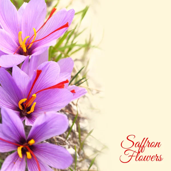 Belles fleurs de safran avec espace de copie pour le texte — Photo