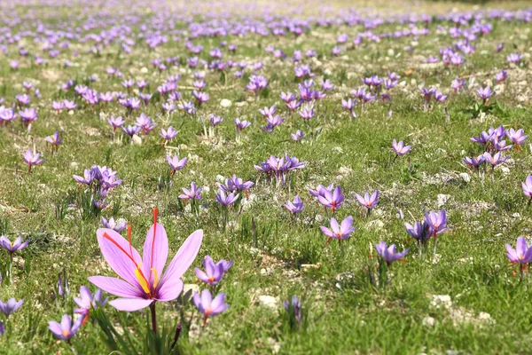 Fiori di zafferano sul campo — Foto Stock