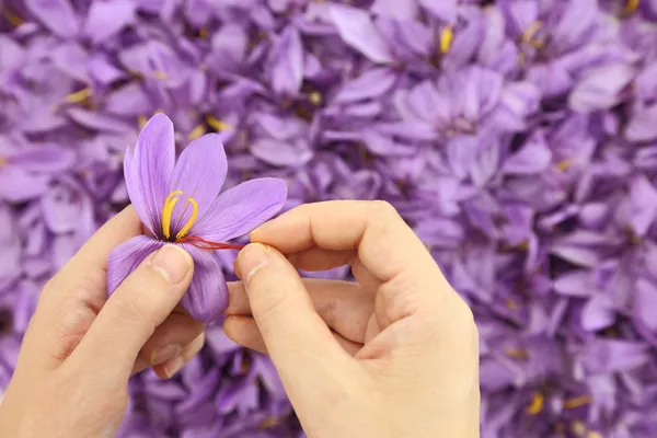 Mãos de mulheres separa fios de açafrão da flor de resto — Fotografia de Stock