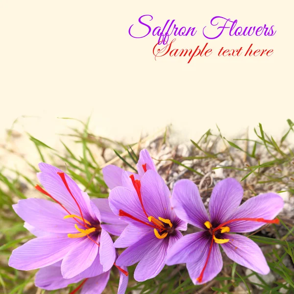 Belles fleurs de safran avec espace de copie pour le texte — Photo