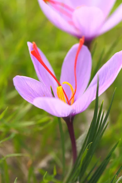 Fleurs de safran sur le terrain — Photo