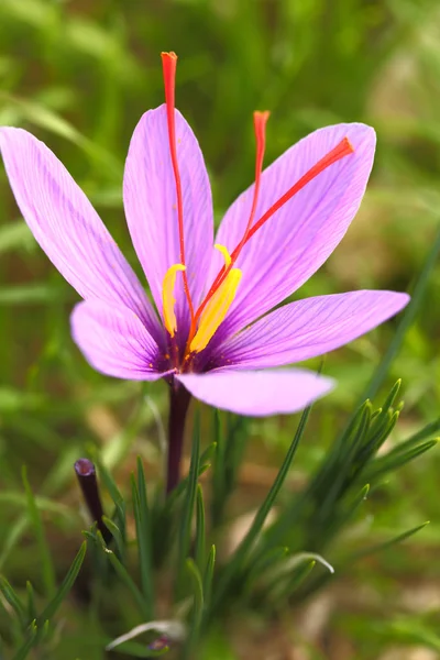 Saffron flower on the field — Stock Photo, Image