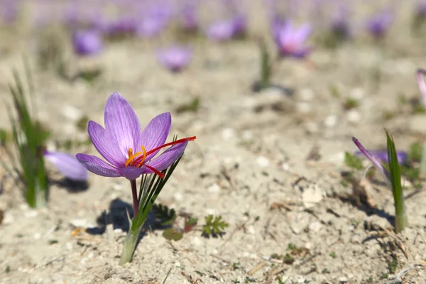 Flores de azafrán en el campo — Foto de Stock