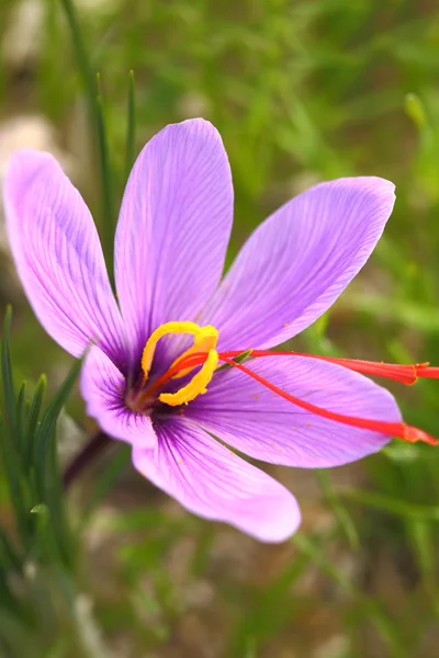 Fiore di zafferano sul campo — Foto Stock