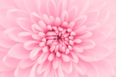 pembe krizantem yaprakları makro çekim