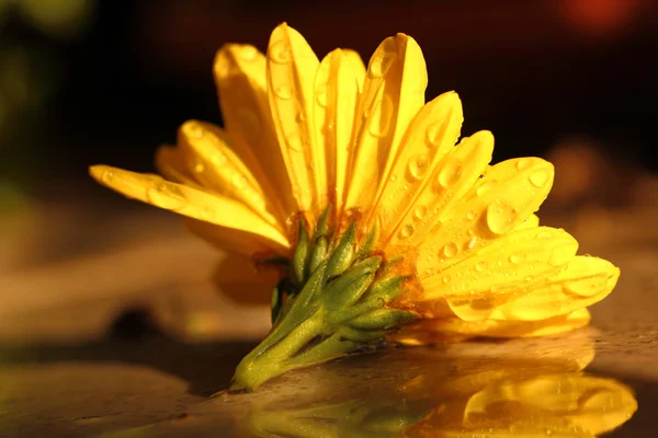 Žlutá chryzantéma s kapkami deště makro shot — Stock fotografie