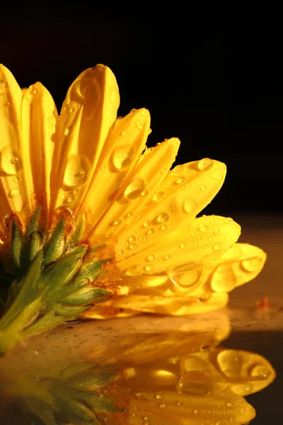 Gele chrysanten met regendruppels macro-opname — Stockfoto