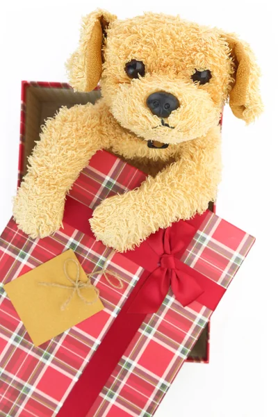 stock image Present box with cute dog toy inside