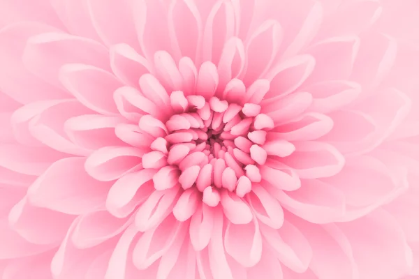 Růžový chryzantéma květy makro snímek — Stock fotografie