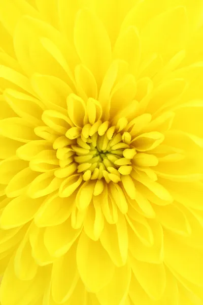 Yellow chrysanthemum center close-up shot — Stock Photo, Image