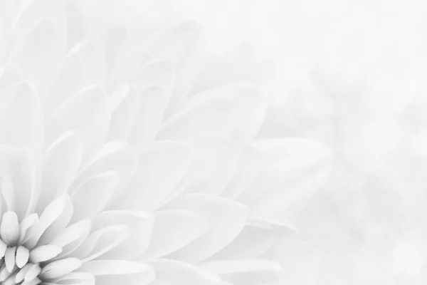 White chrysanthemum petals macro shot — Stock Image White chrysanthemum petals macro shot Stock Image