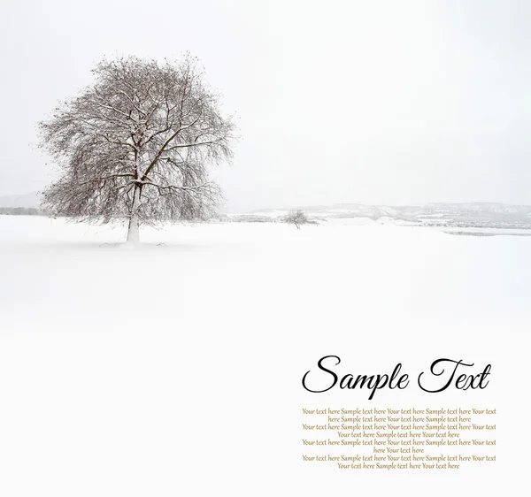 Árbol solitario en campo de nieve — Foto de Stock