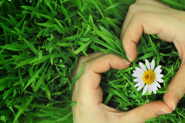 Hände umarmen Gras und Gänseblümchen in Herzform — Stockfoto