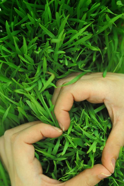Manos abrazando hierba fresca verde en forma de corazón — Foto de Stock