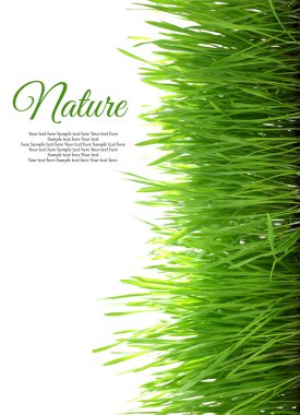 Beyaz arka plan üzerinde izole dikey boşluk ile çimen