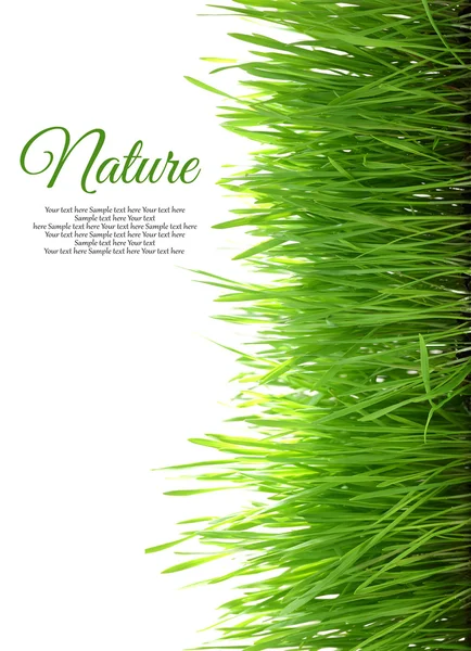 Grass with copy-space vertical isolated on white background — Stock Photo, Image