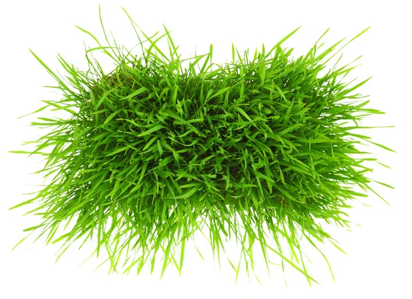 Patch of green grass isolated on white background — Stock Photo, Image