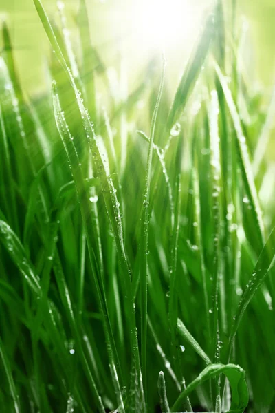 Erba fresca verde con luce solare e goccioline d'acqua — Foto Stock