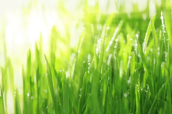 Bright sunny background with grass and water droplets, horizontal Stock Photo