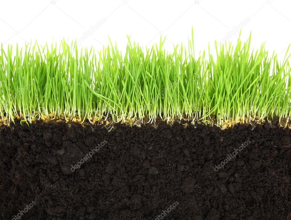 Cross-section of soil and grass isolated on white background