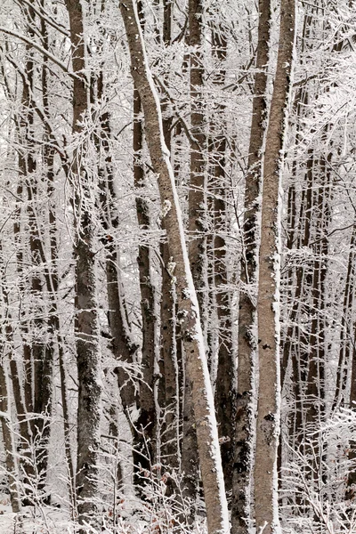 Wald mit schneebedeckten Bäumen — Stockfoto