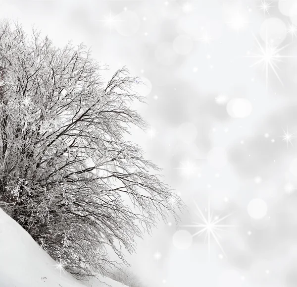 Árbol cubierto de nieve con fondo brillante —  Fotos de Stock