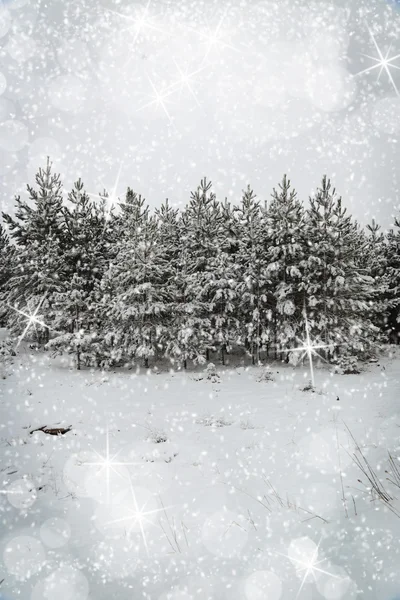 Wunderschöne Winterlandschaft mit schneebedeckten Bäumen — Stockfoto