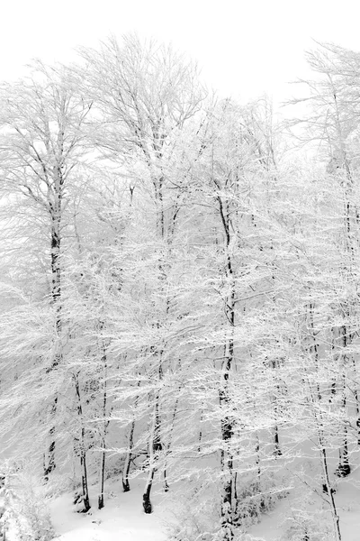 Bosque con árboles cubiertos de nieve — Foto de Stock