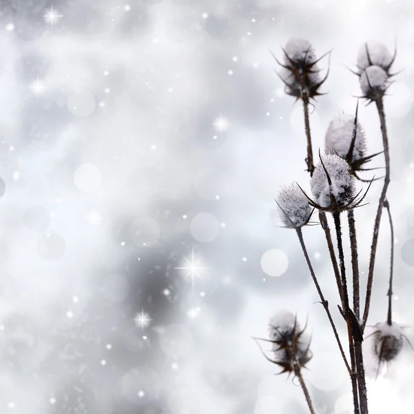 Planta cubierta de nieve sobre fondo brillante — Foto de Stock