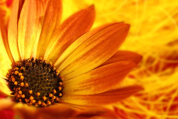 Macro shot of orange flower with petals and pollen — Stock Photo, Image