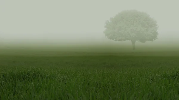 Campi verdi nella nebbia pesante con un albero solitario — Foto Stock