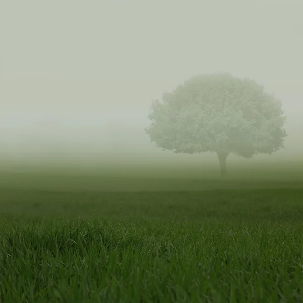 Campos verdes em névoa pesada com uma árvore solitária — Fotografia de Stock