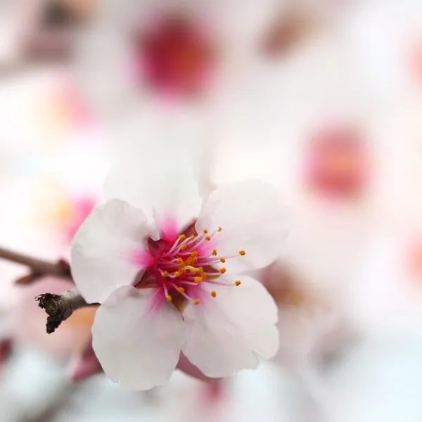 Makro snímek mandlové květy květy — Stock fotografie
