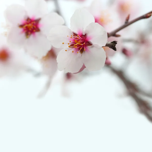 Macro shot de fleurs d'amande — Photo