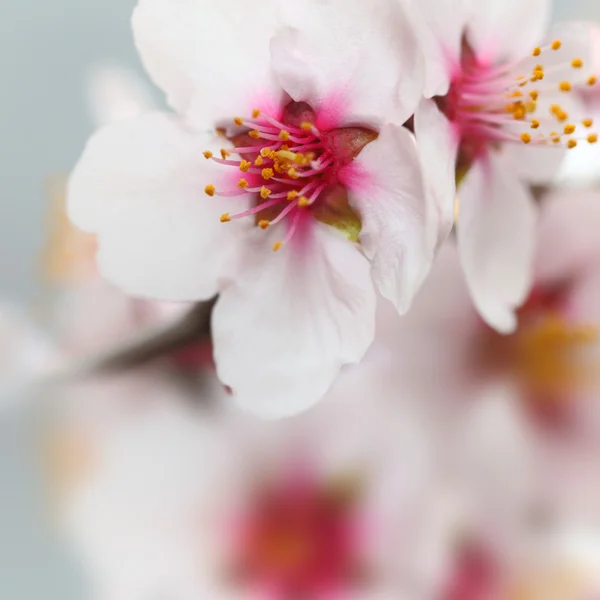 Makro snímek mandlové květy květy — Stock fotografie