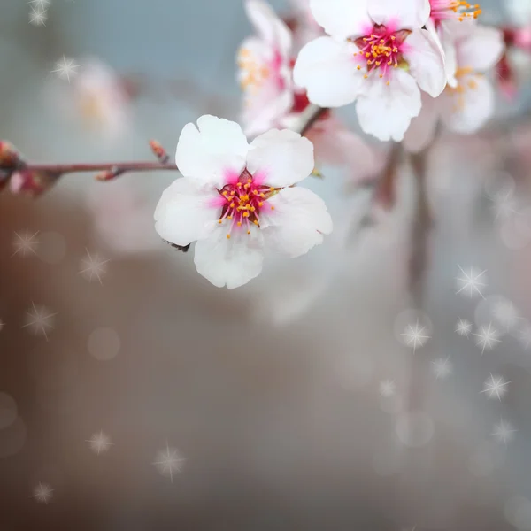 Macro shot di fiori di mandorlo fiori — Foto Stock