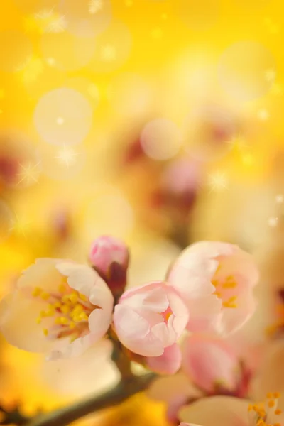 Macro shot of almond flowers blossoms — Stock Photo, Image