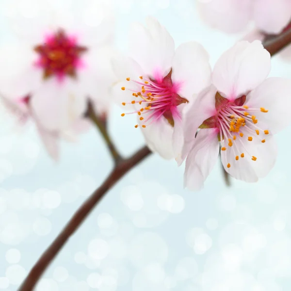 Macro shot de fleurs d'amande — Photo